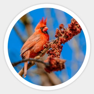 Hungry Cardinal Bird Photograph Sticker